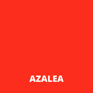 Alternative view of Azalea