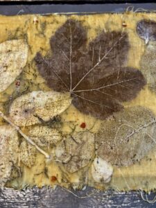 wouw extract, voor ecoprint en natuurlijk verven