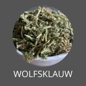 Wolfsklauw bij natuurlijk verven – historische natuurlijke beits uit oude verftradities