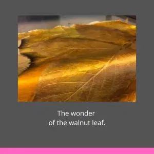 Ecoprint on Silk – Leaf Gold on Satin Silk DIY Kit