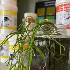 Landscapes verf: Katoen en Linnen