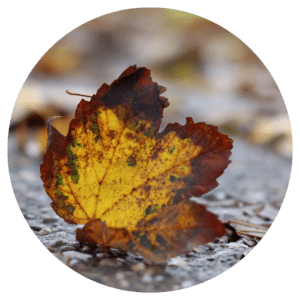 ecoprint Doe het zelf pakket 'Bladgoud op satijnzijde'