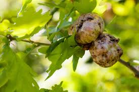 Gallappel Tannine Extract – voor natuurlijk verven en ecoprinten