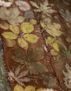 Cutch Tannine Extract – Natuurlijk verven en ecoprinten