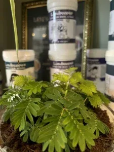 Landscapes verf voor zijde en wol | kleuren en toepassingen